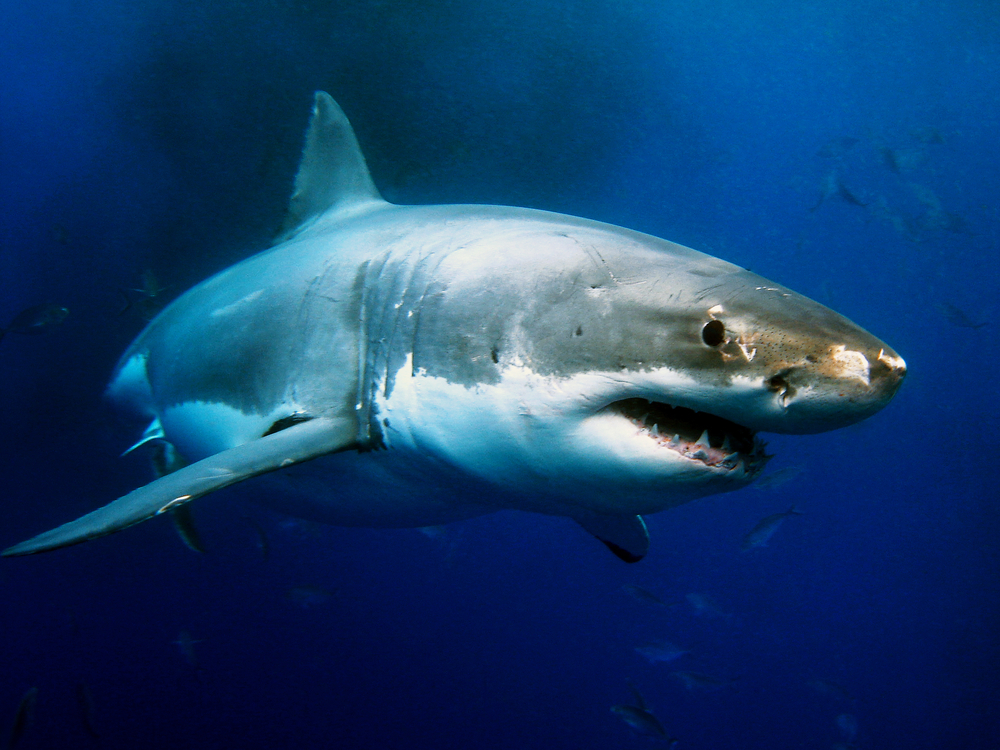 Close Up Photo of Great White Shark Underwater Photo