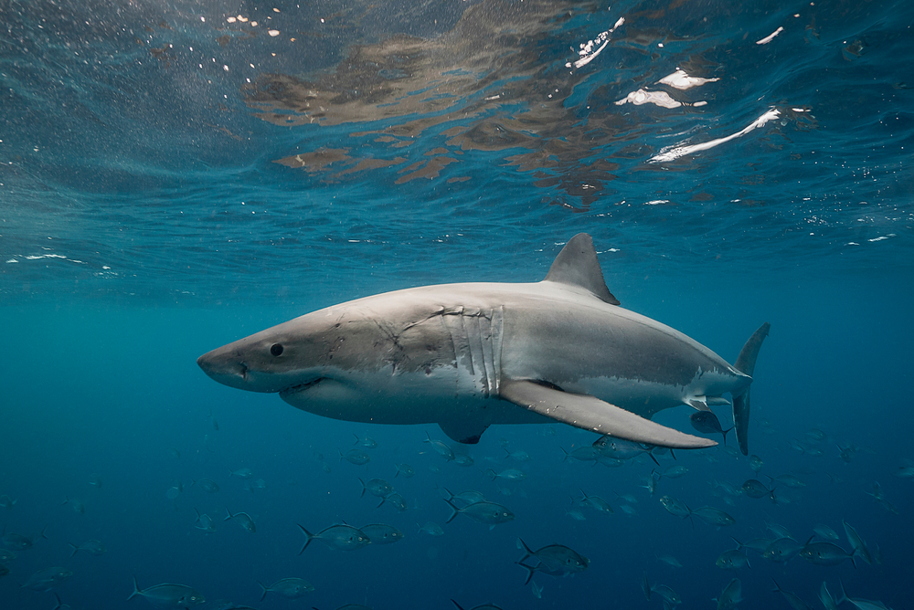 Great white shark and jack fish, Neptune Islands, South Australia.