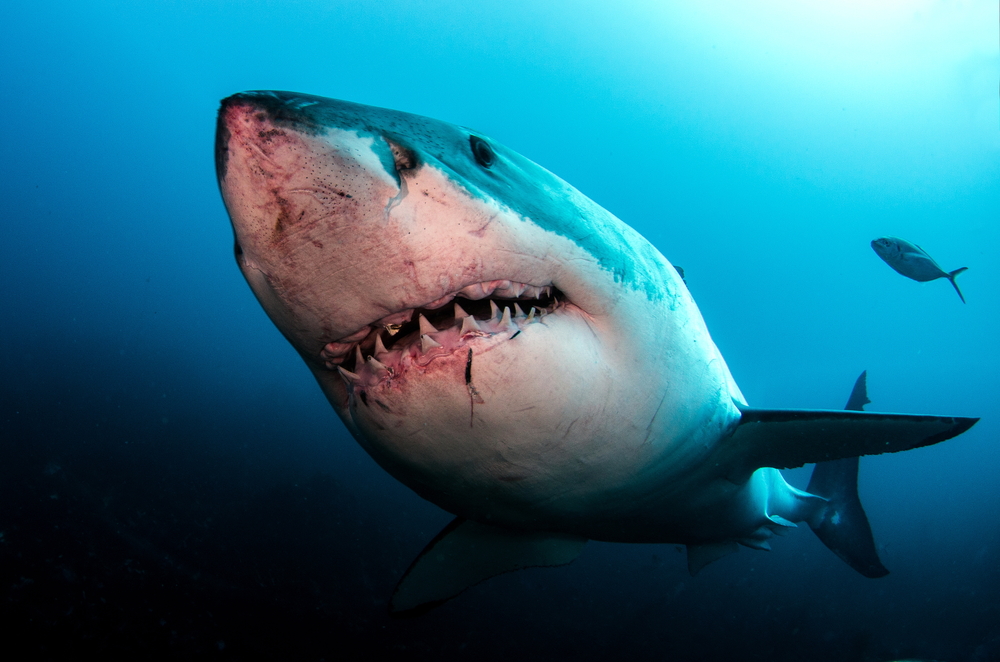 Close Up Photo of Great White Shark (Carcharodon carcharias), Underwater Photo