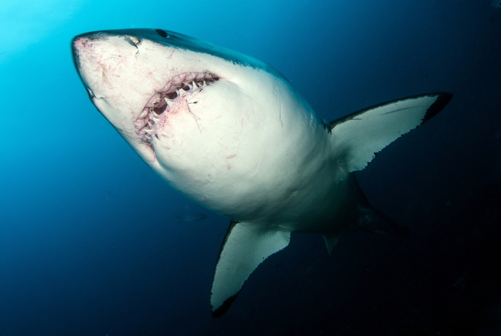 Close Up Photo of Great White Shark (Carcharodon carcharias), Underwater Photo