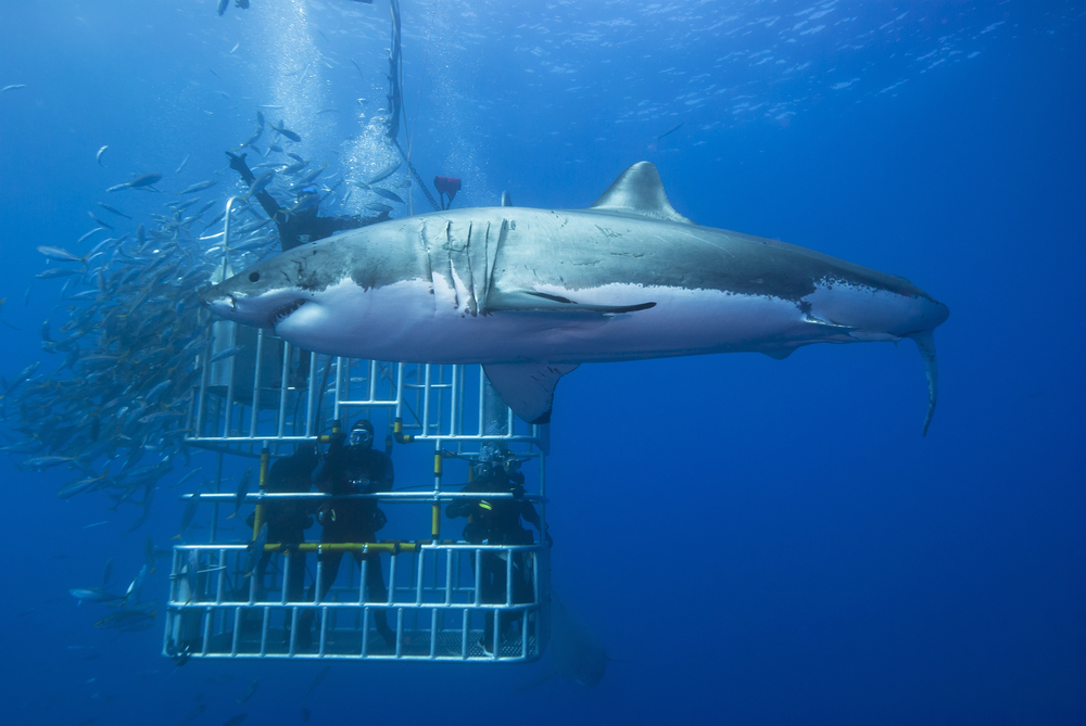 Great white shark sideways in front of a diving cage with scuba divers.