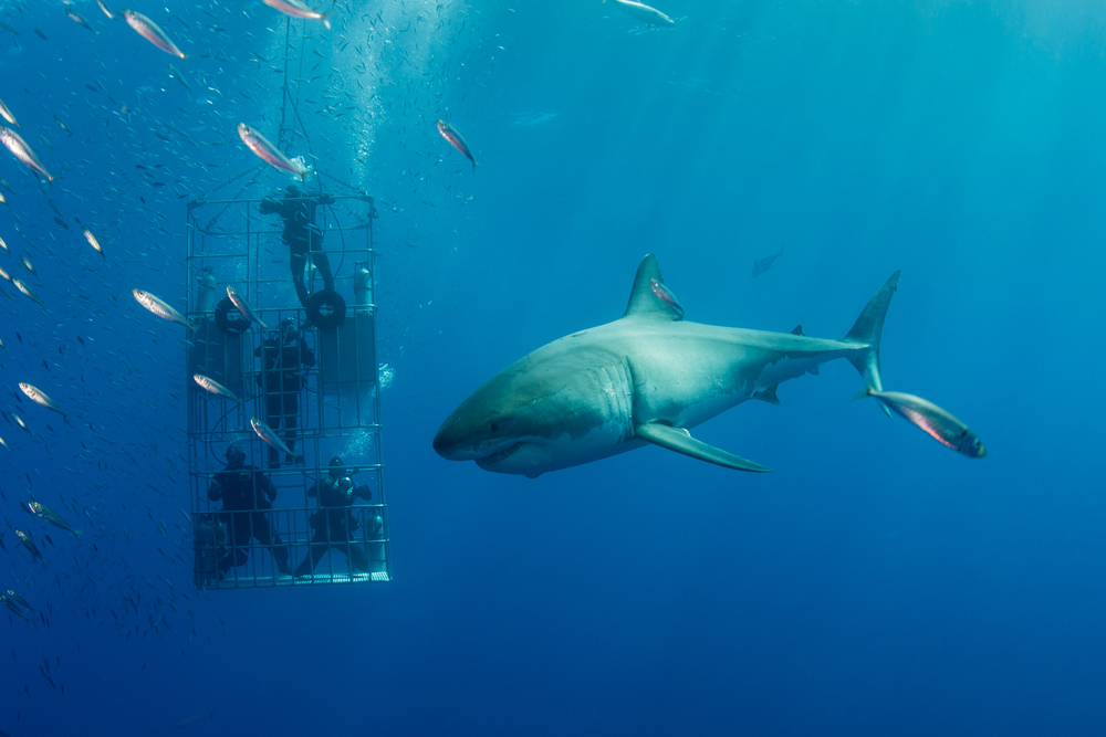 Close Up Photo of Great White Shark (Carcharodon carcharias) and divers in a cage