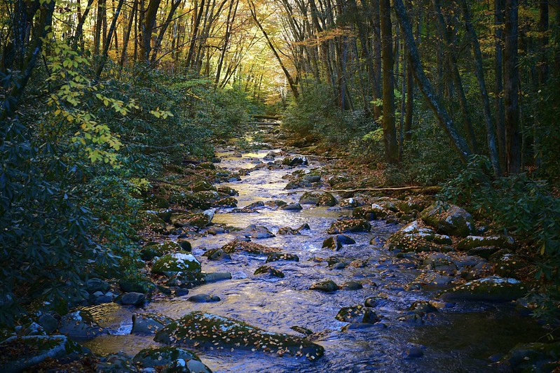 A late afternoon creek in the park. Great Smoky Mountains National Park