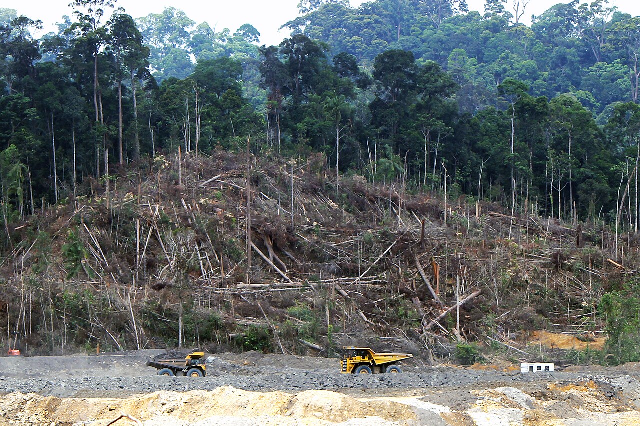 Deforestation In Borneo