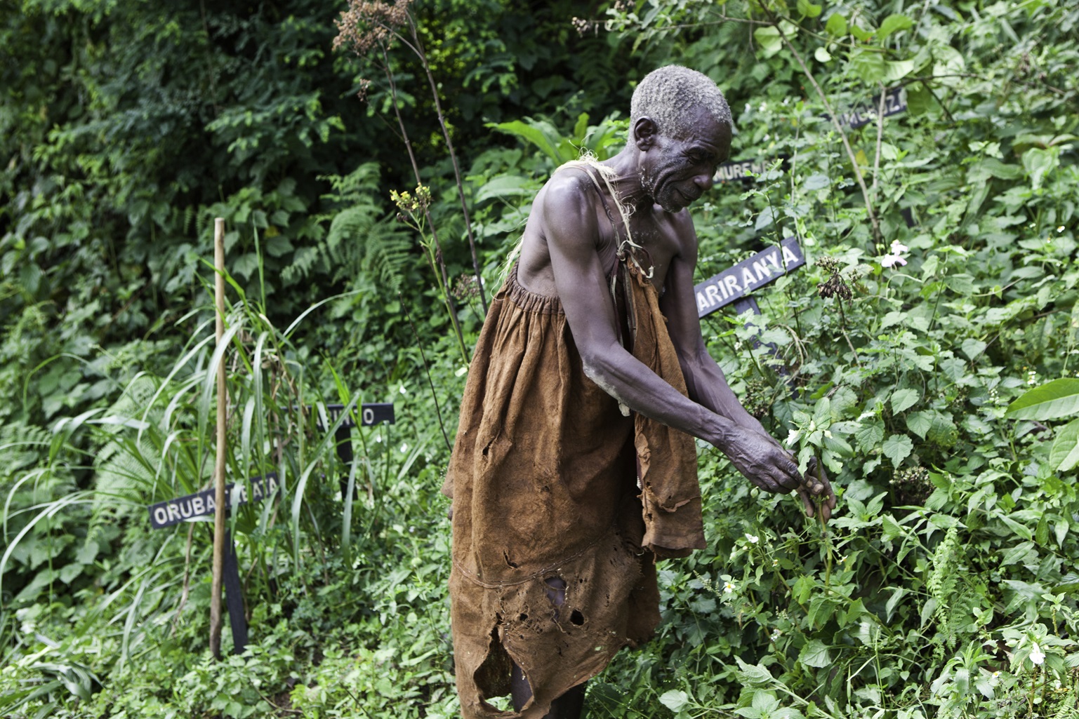 Batwa pygmies man from the Bwindi Impenetrable Forest in Uganda talks through local species of plant and their uses.