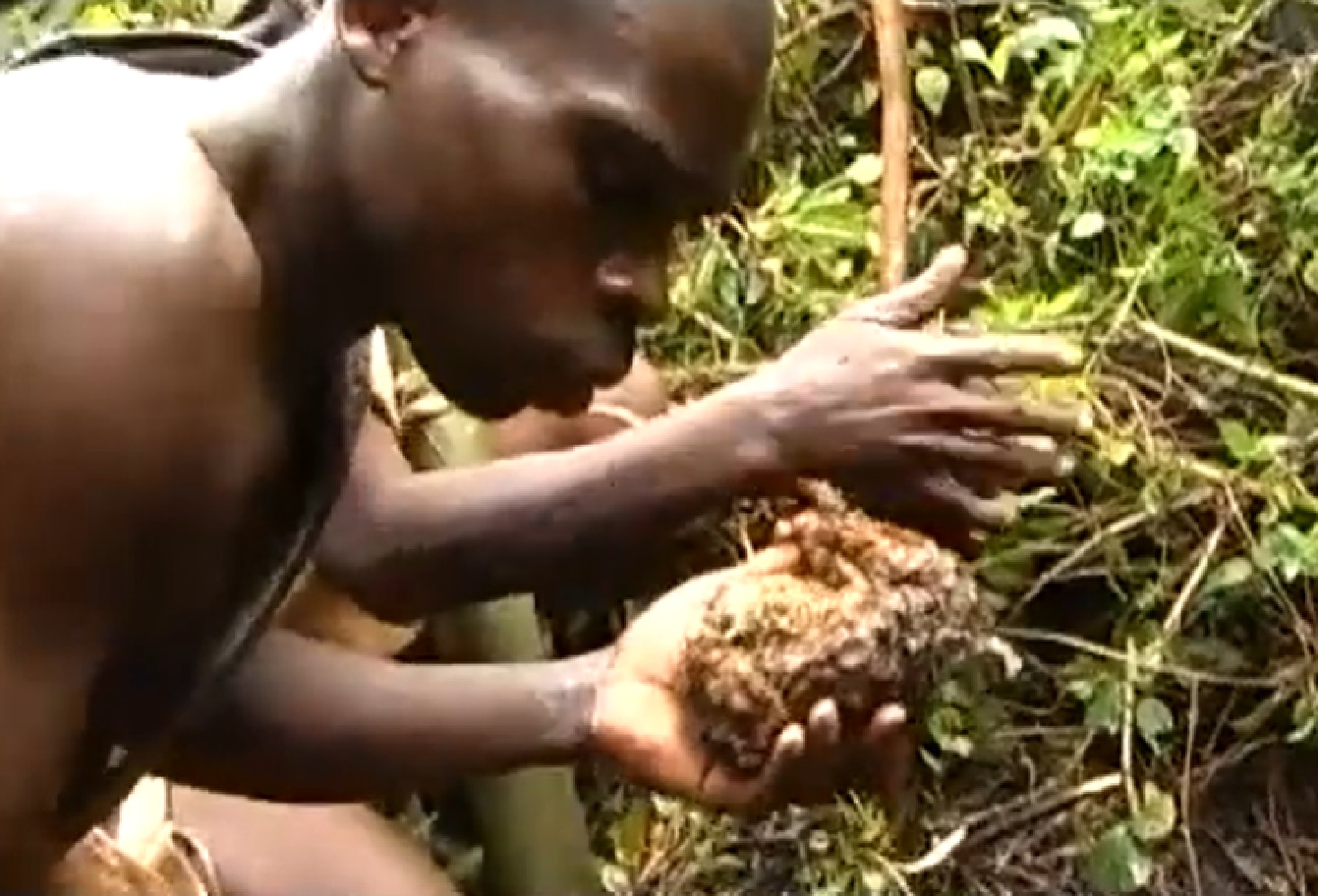 Screenshot of Batwa tribe people collecting honey in the forest - from The Batwa Legacy (2011)