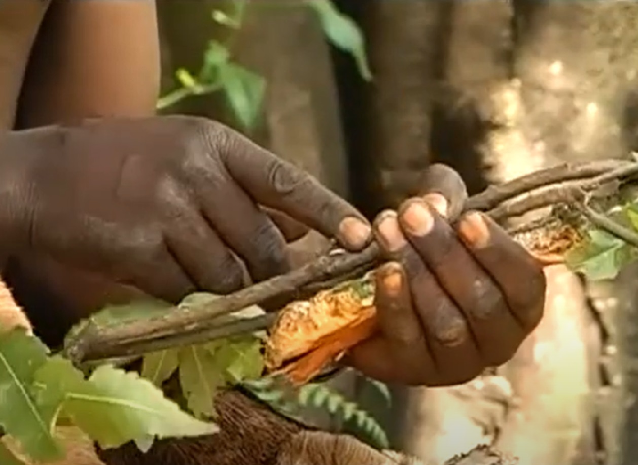 Screenshot of Batwa tribe man holding a weeds - from The Batwa Legacy (2011)