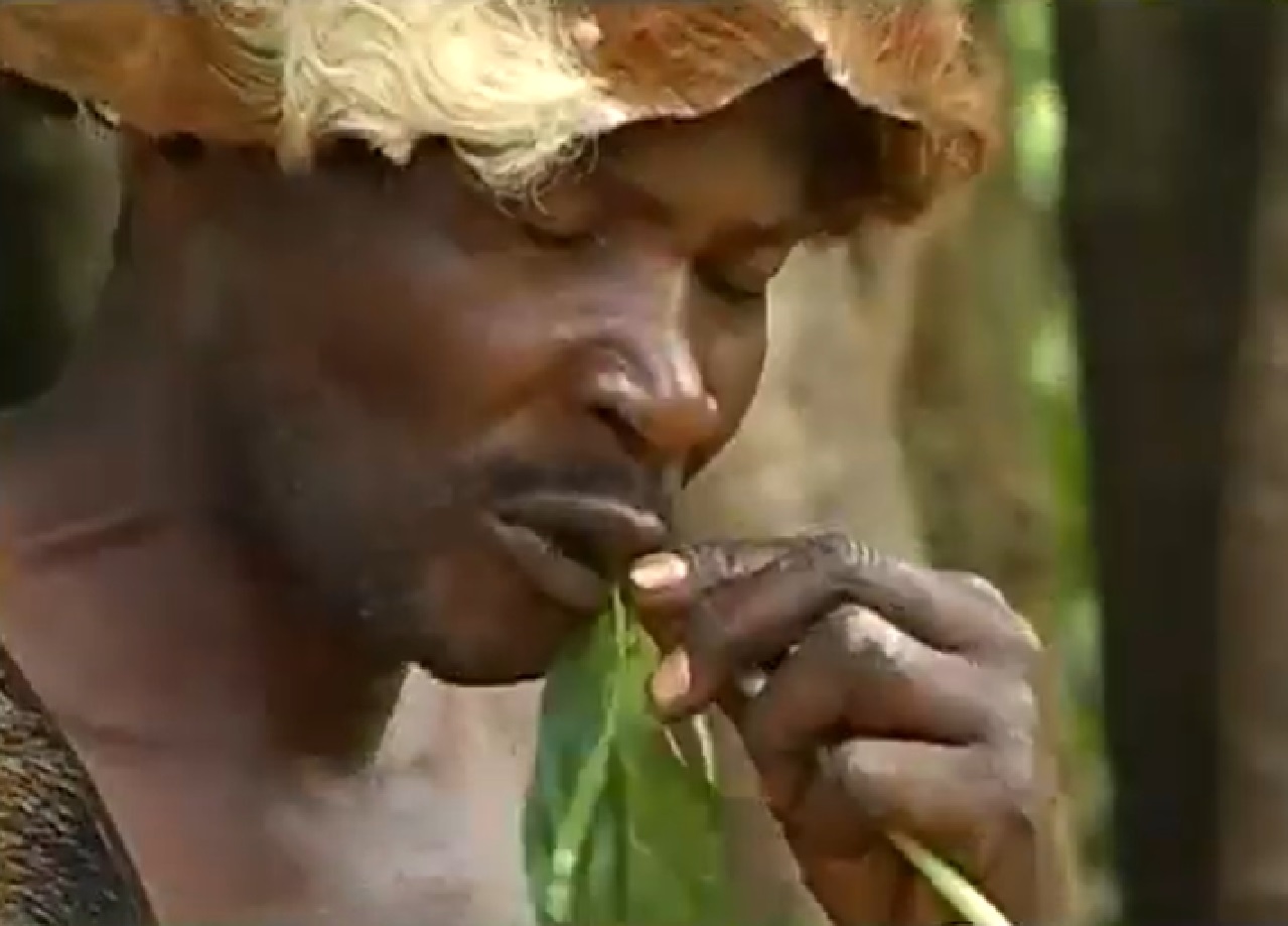Screenshot of Batwa tribe man eating a herb in the forest - from The Batwa Legacy (2011)