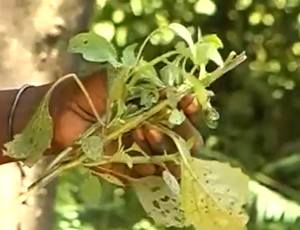 Screenshot of Batwa tribe people holding a plant - from The Batwa Legacy (2011)