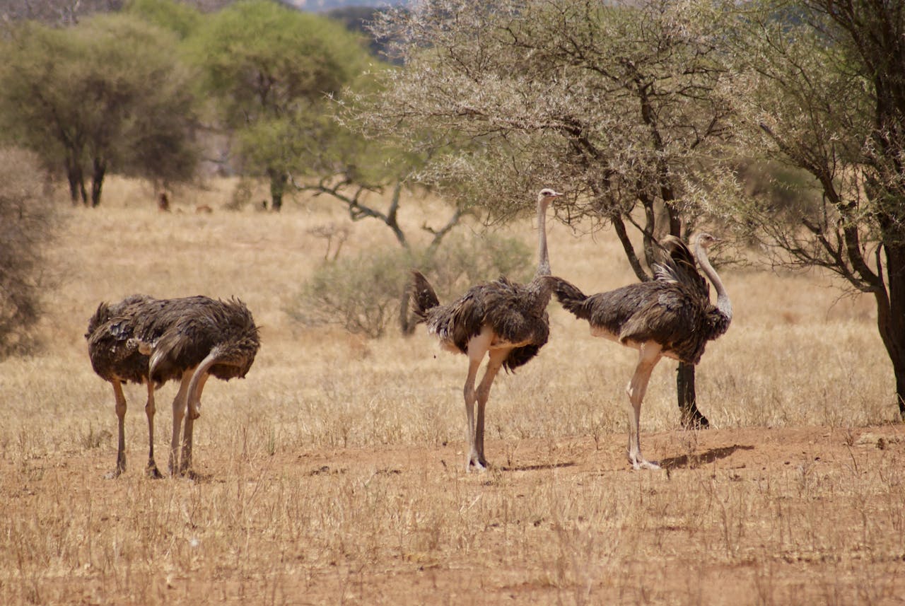 Ostriches in Nature