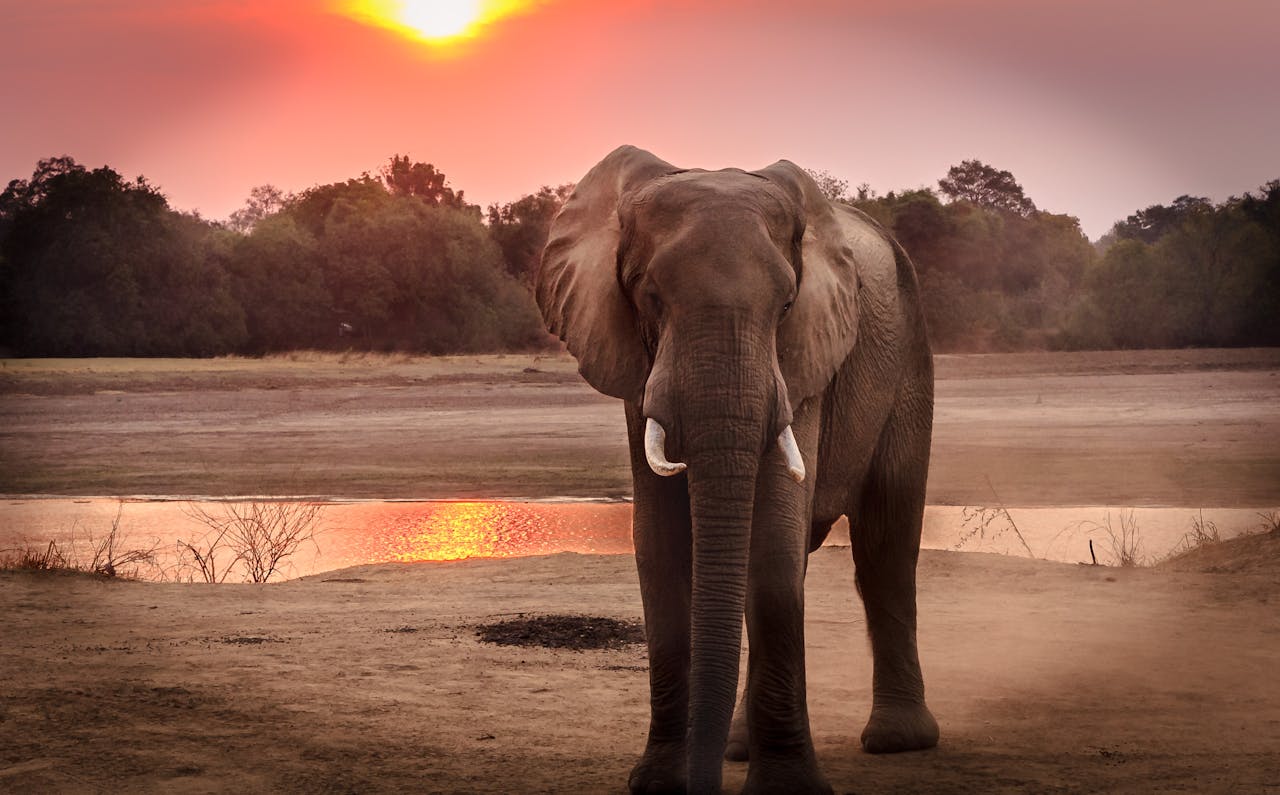 Photography of Elephant