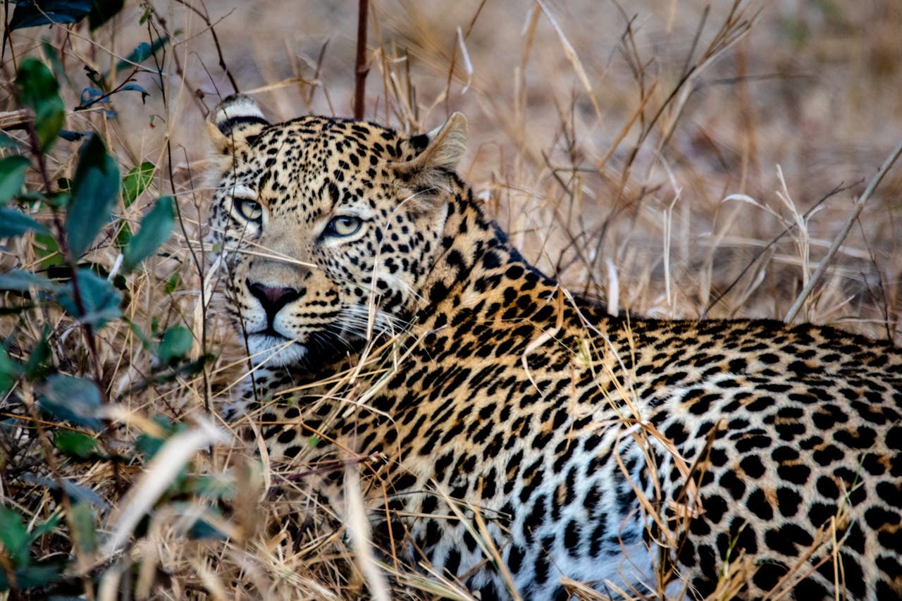 Brown Leopard on Grass