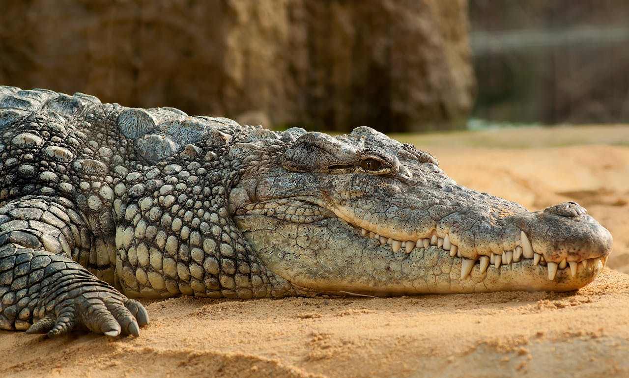 Black Crocodlie