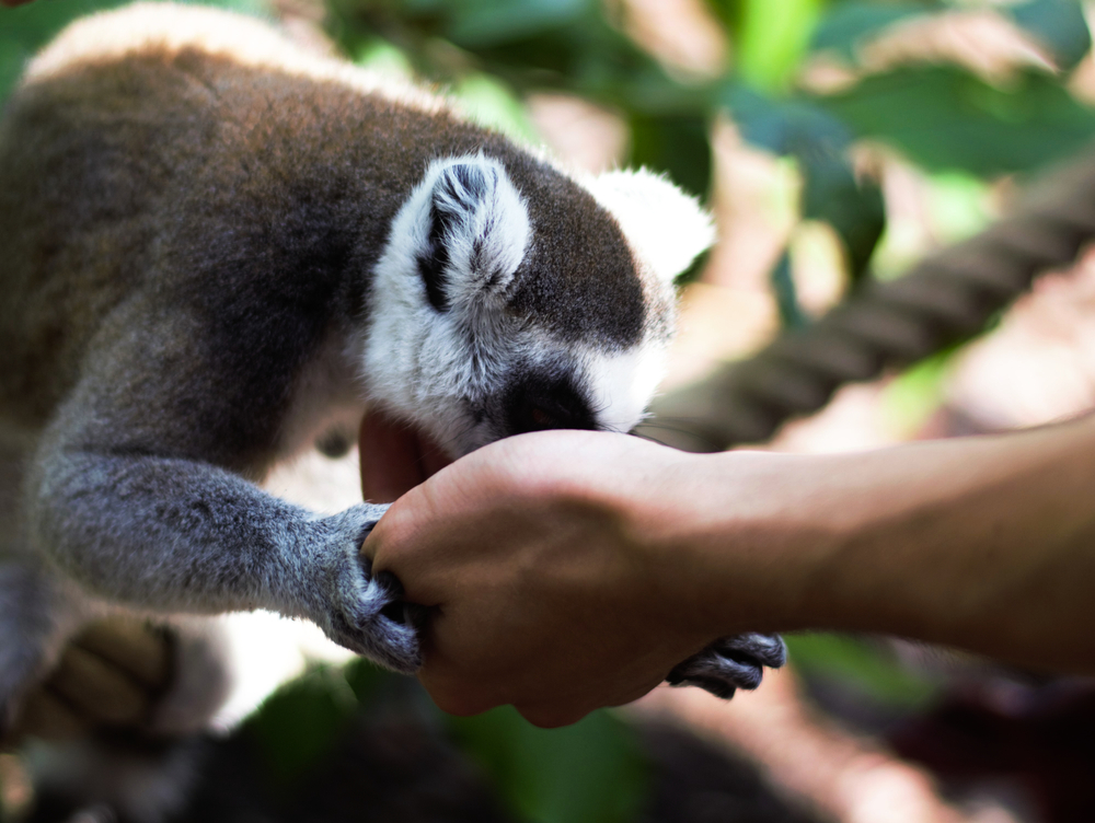 Ring-tailed lemur eating out of a persons hand