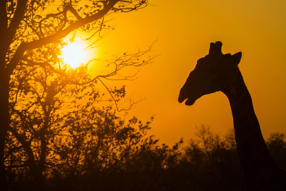Giraffe in Kruger National park, South Africa