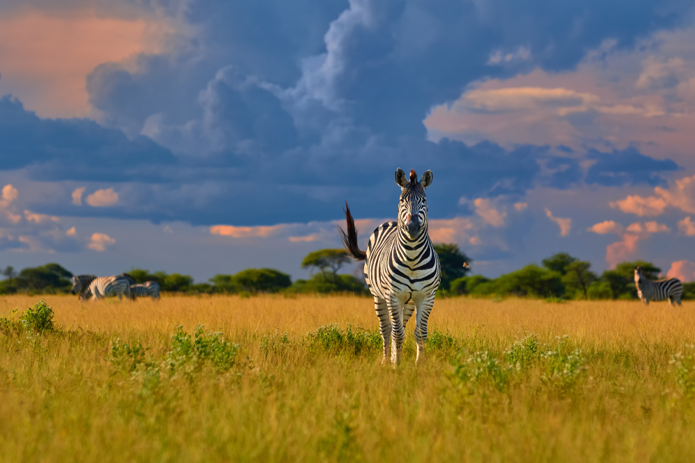 Direct view on Plains zebra stallion