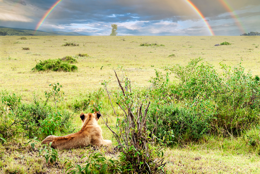 Lioness in the jungle of Kenya on a cloudy day