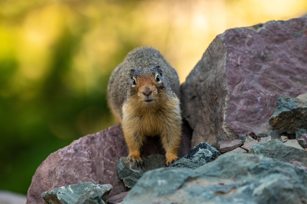 Ground Squirrel Stands On Red Rock