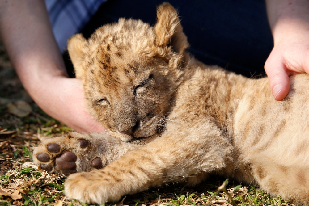 lion cub