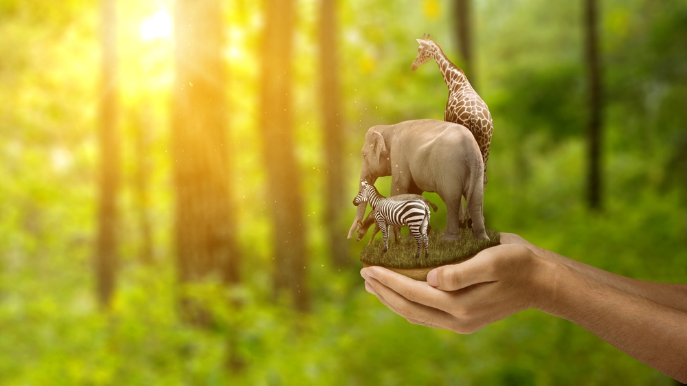 Human hand showing animals in the wildlife