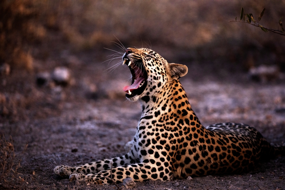 Leopard in African National parks