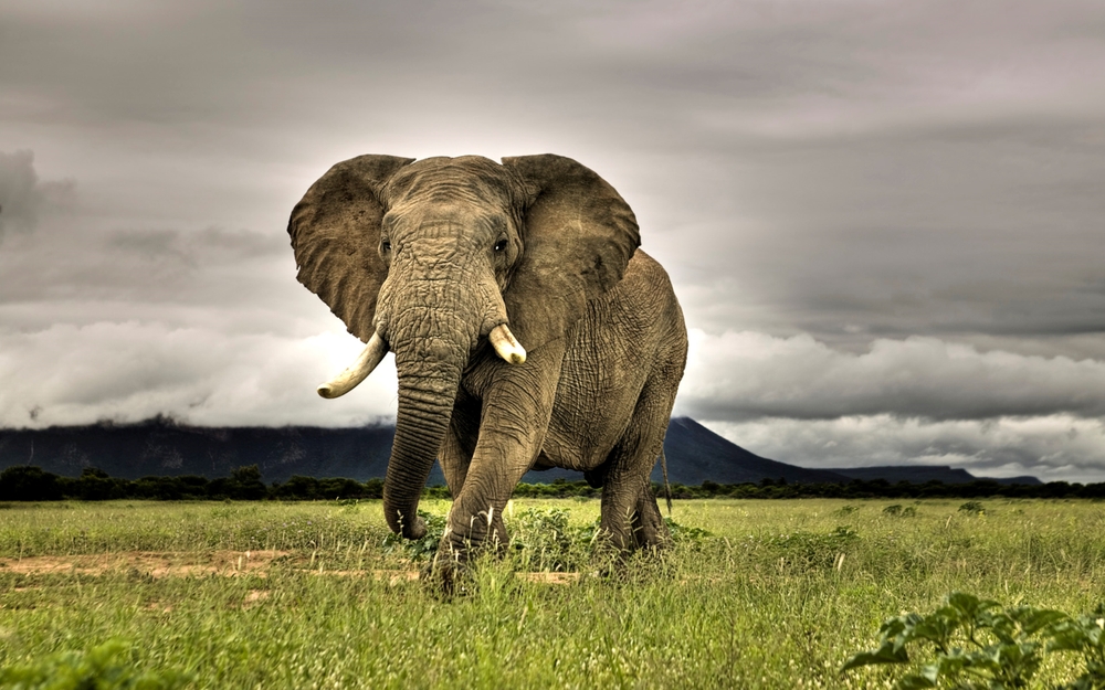 Gigantic African Elephant roaming in the grasslands