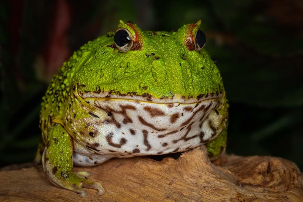 Portrait of a African Bullfrog