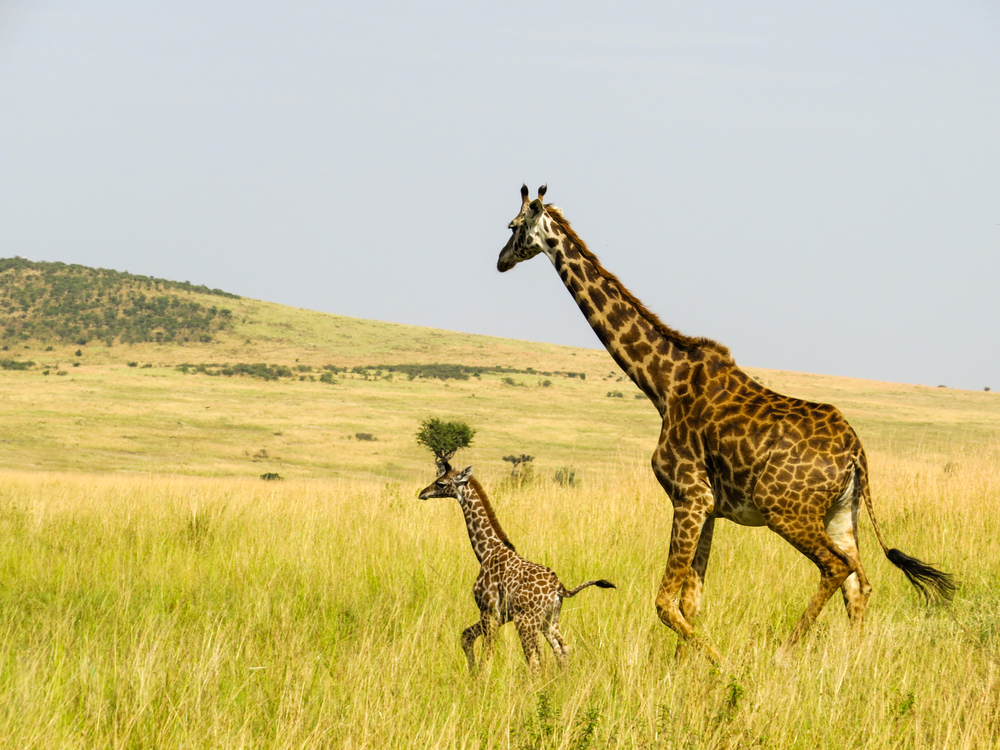 Mother giraffe with her kid running