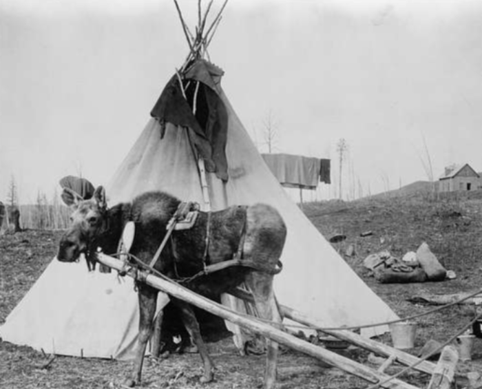 Moose Harnessed For Work Beside Tepee