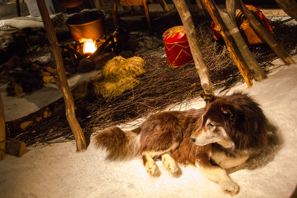 Dog near fire of a Lappish tent