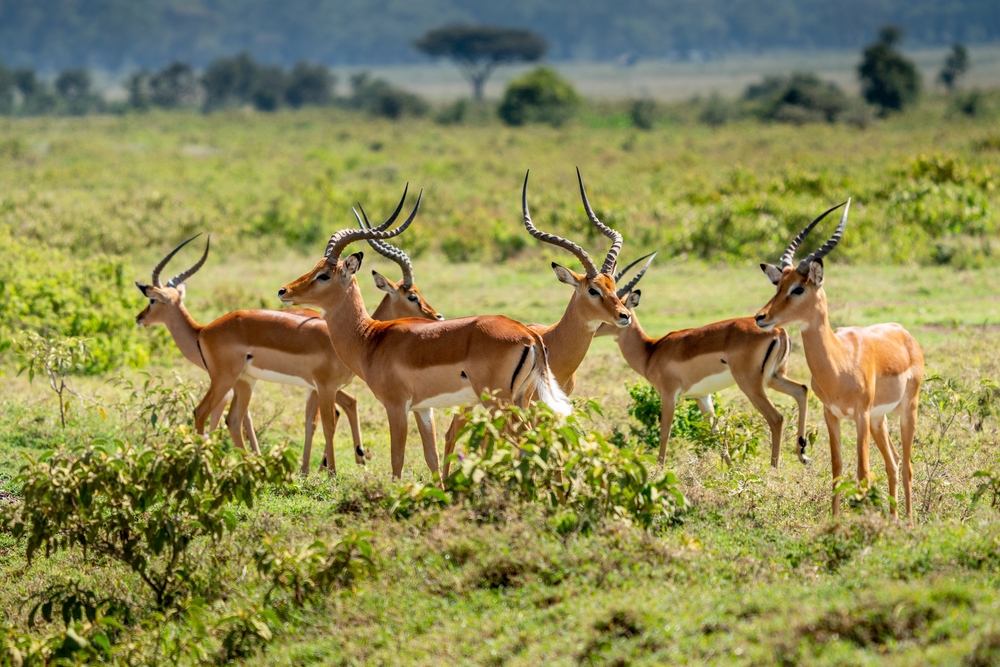 Maasai Mara, Kenya