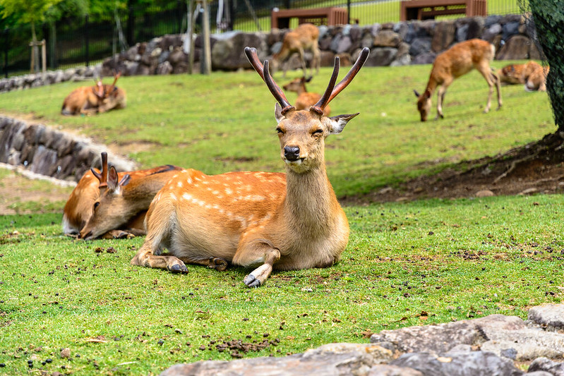 Nara Park, Nara, Japan