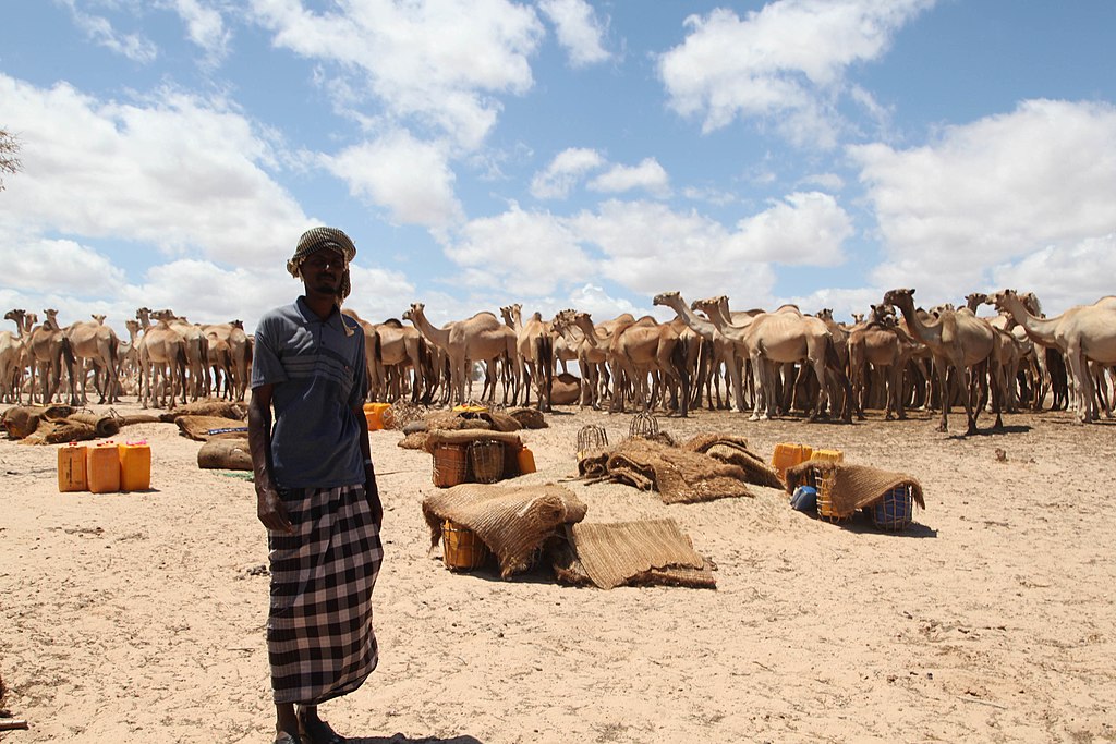 A Somali Man Stands In Front Of A Group Of Camels In The Town Of Adale, Somalia