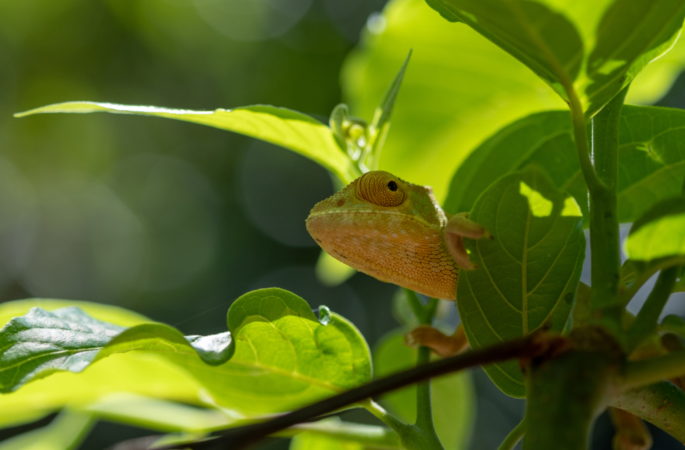 Juvenile panther chameleon