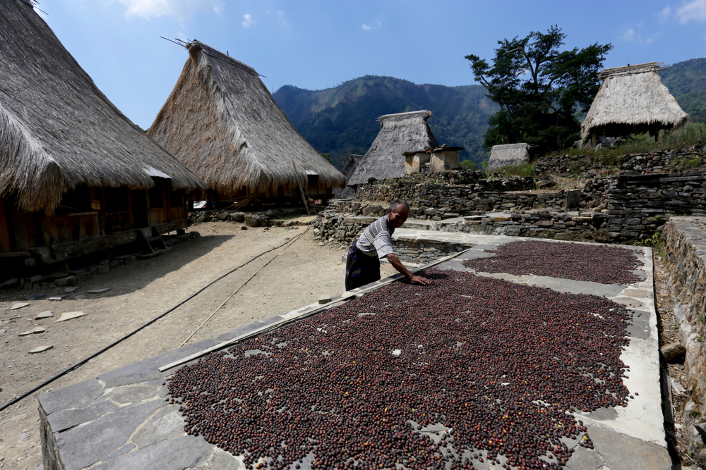 Layers of ripe coffee cherries are placed on stone slabs to dry in the hot sun