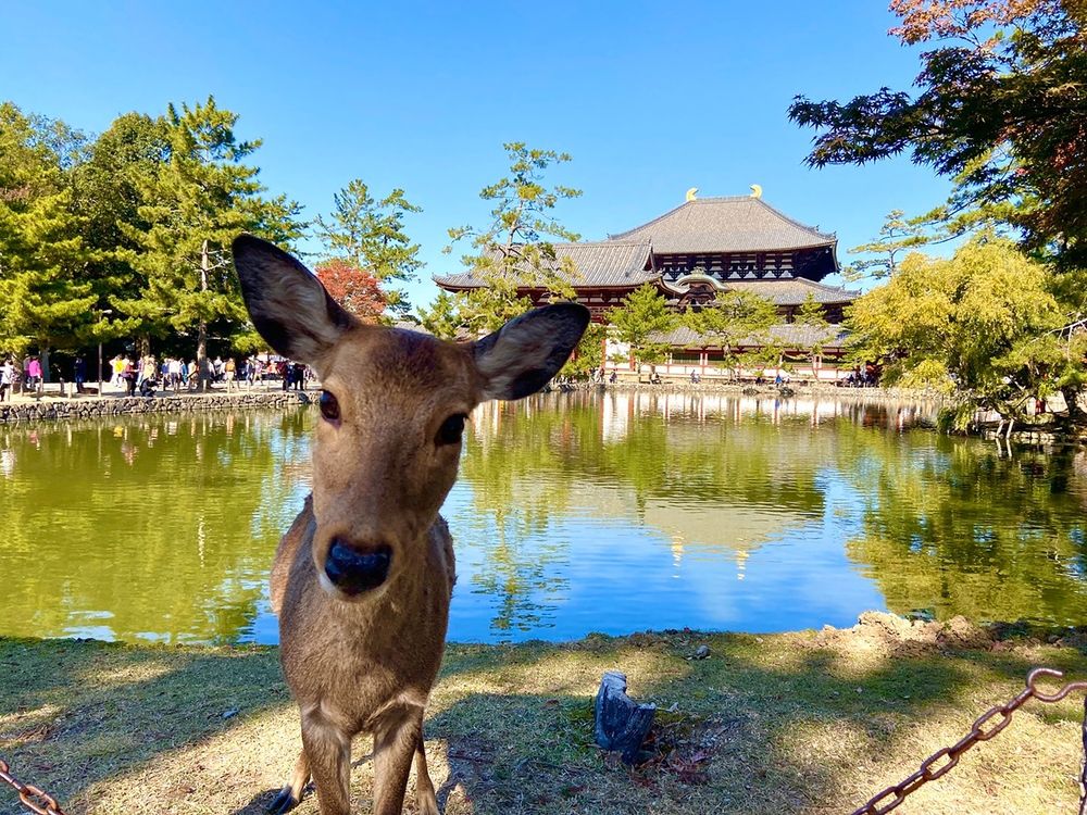architecture of Todaiji Temple in Nara, Japan
