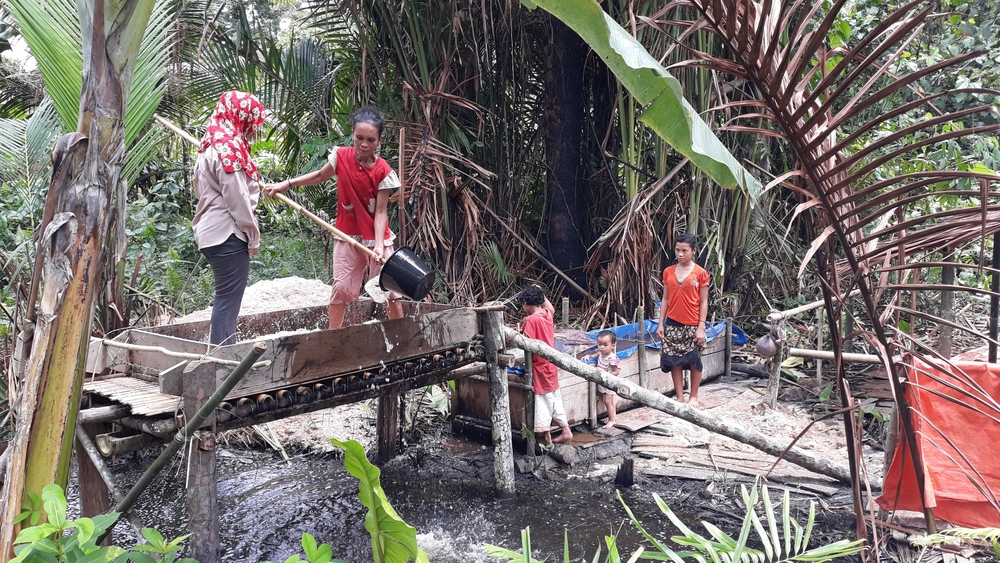 Mentawai woman making sago
