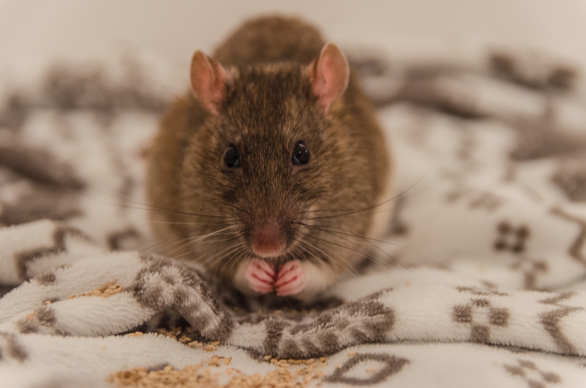 Pet rat sitting on a blanket