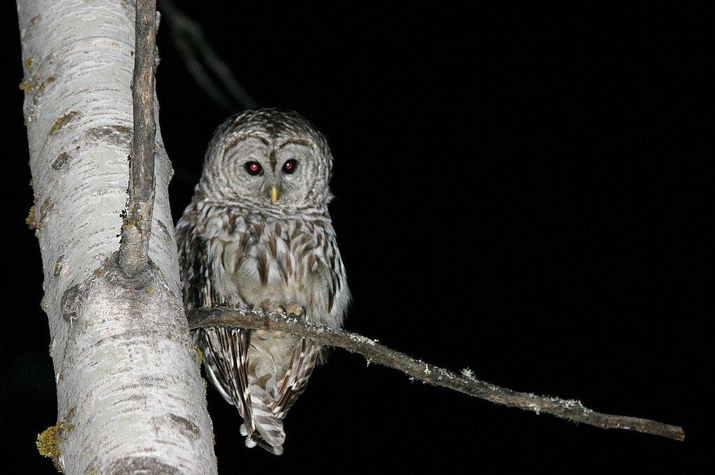 Owl At Night