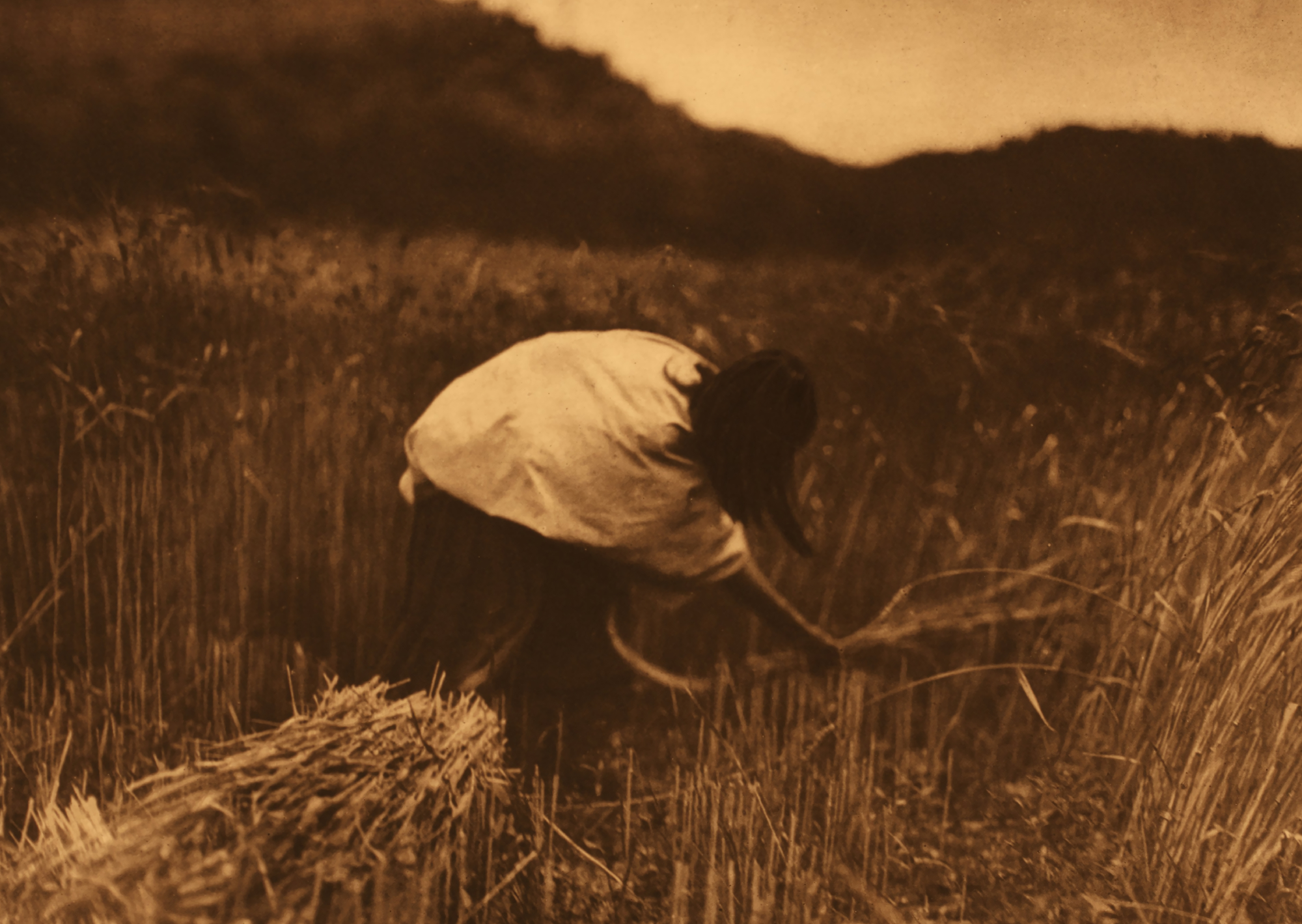 Apache woman collecting harvest