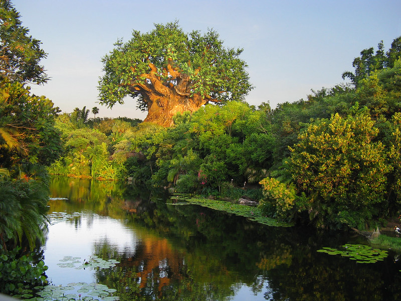 Tree of Life, Disney's park