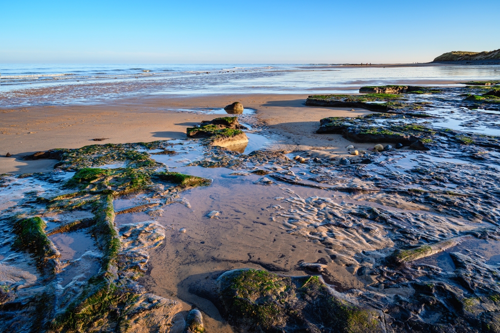 Ancient Forest Floor on Low Hauxley Beach
