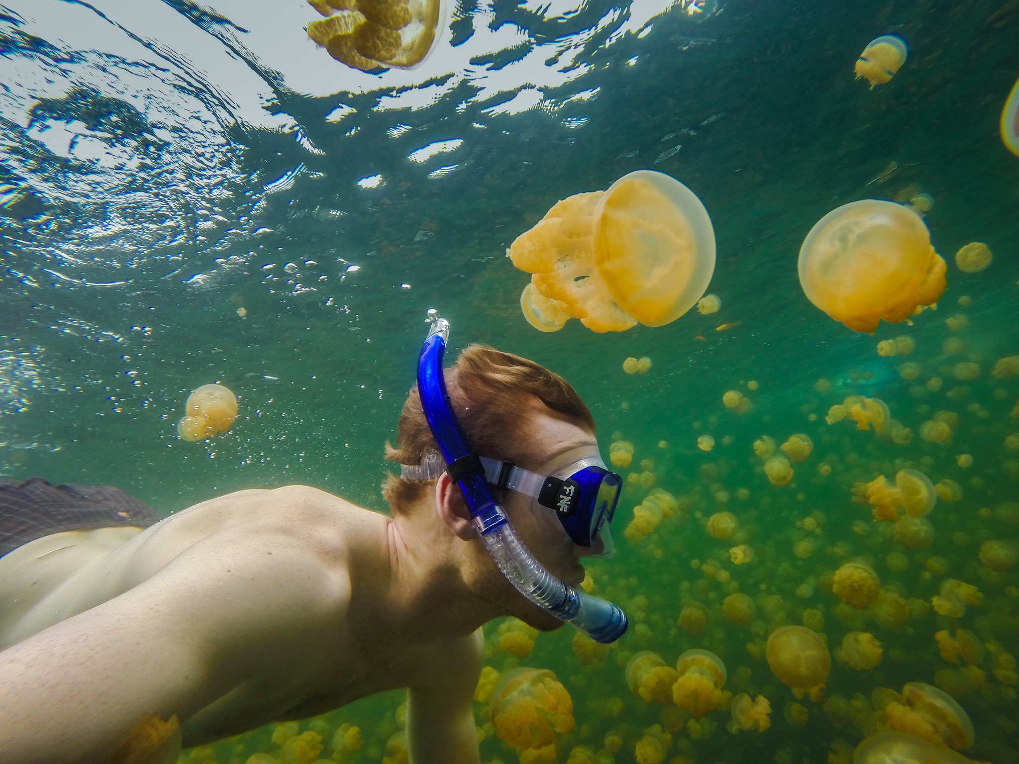 Snorkeling in Jelly Fish Lake