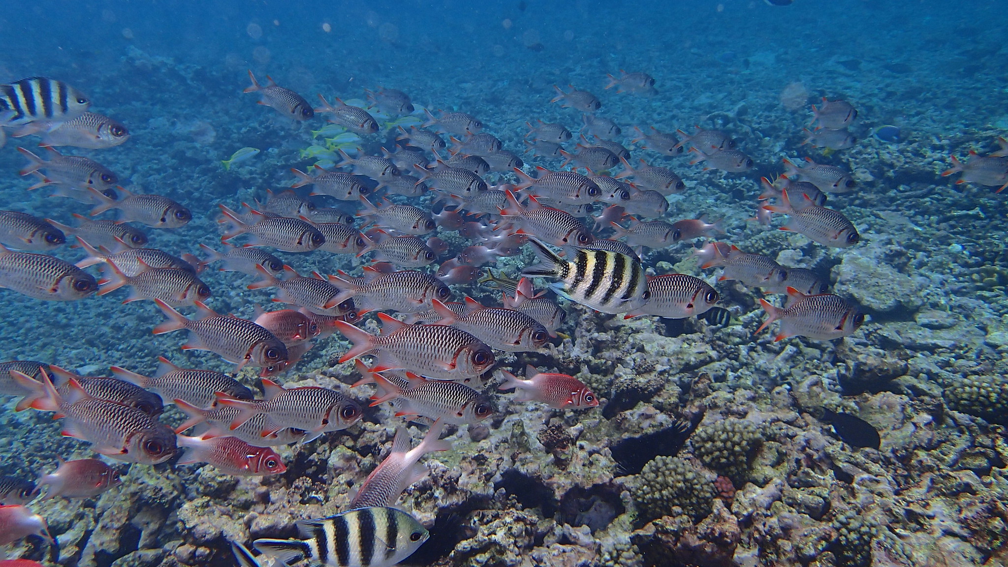 seychelles snorkeling