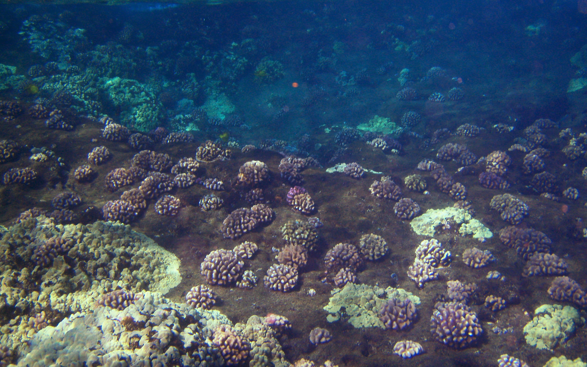 Molokini Crater, Hawaii underwater