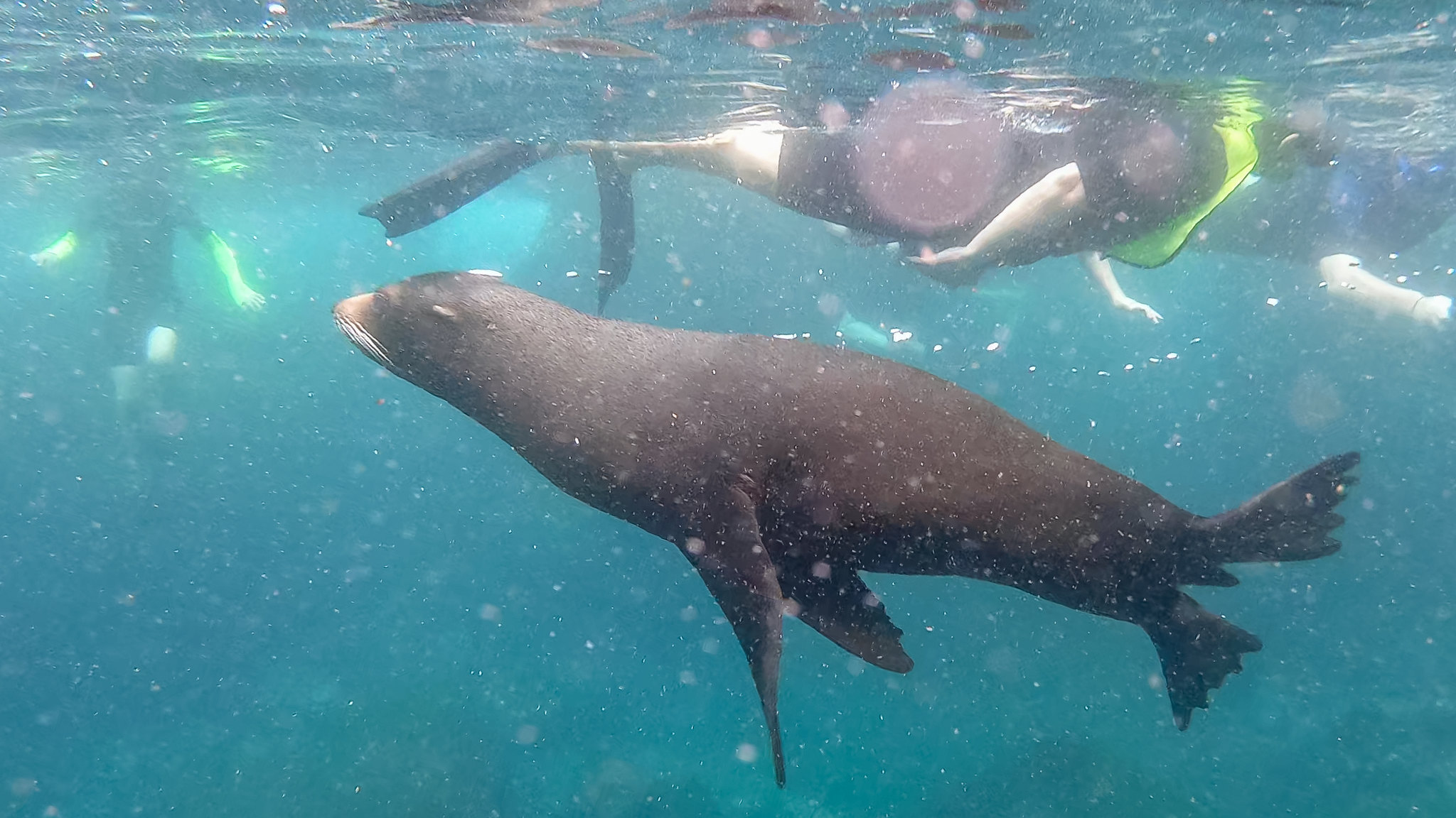 Snorkeling with a Galapagos Fur Seal