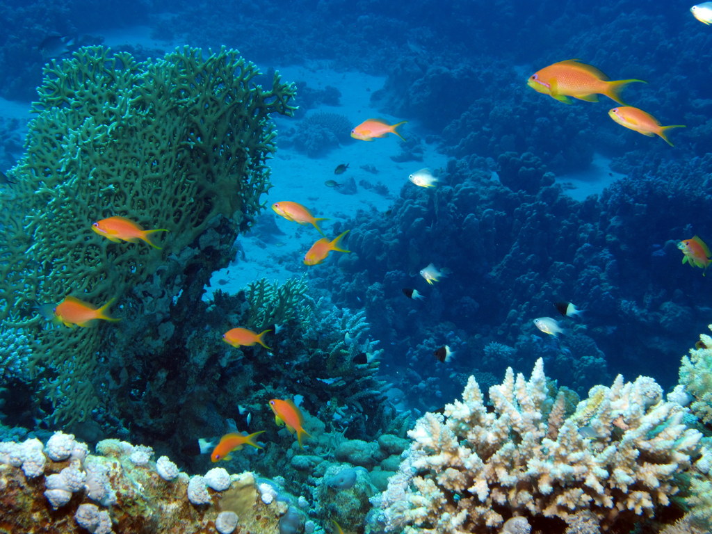 red sea egypt snorkeling