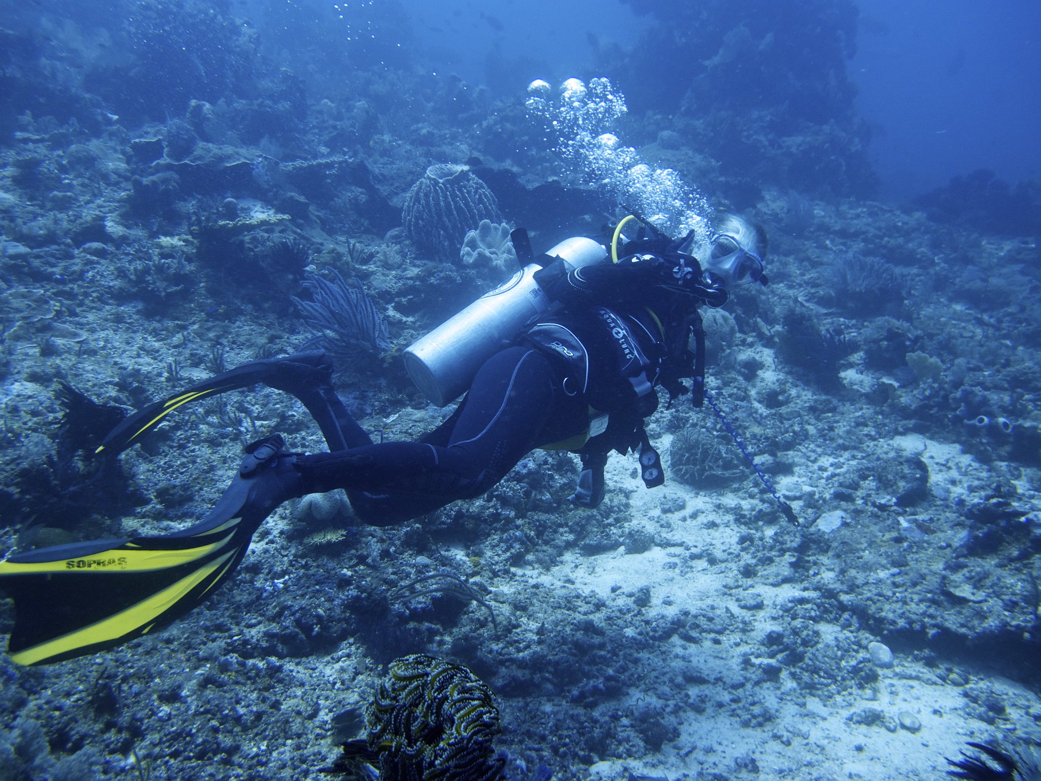 komodo national park underwater image