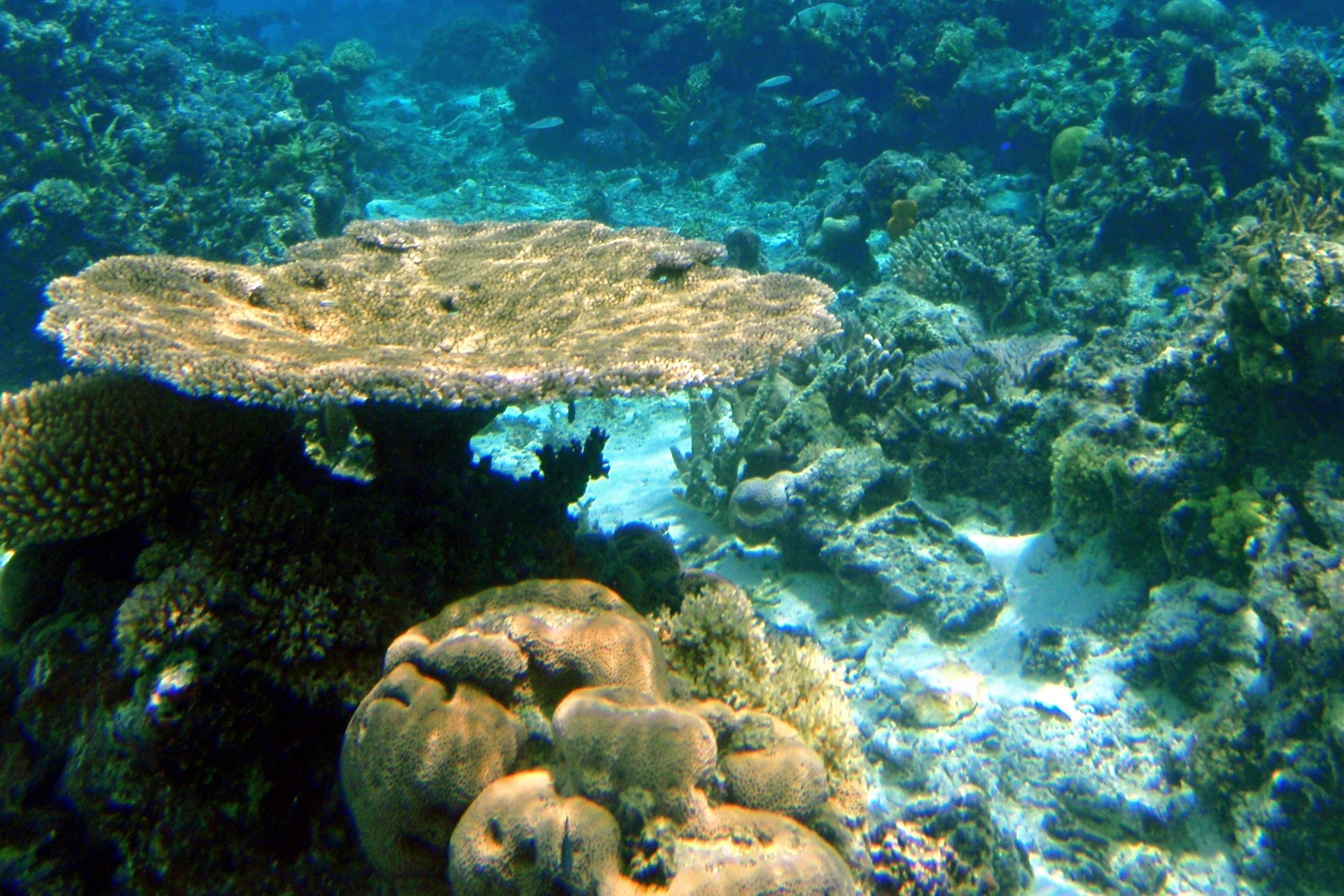 Tropical coral reef in Fiji