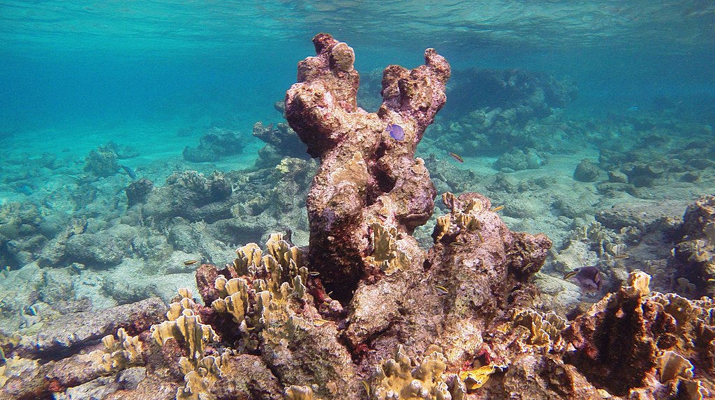 Snorkeling Karpata Reef, Bonaire